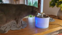 Container Dispenser Water-Level-Display Cats-Drink Dogs Automatic-Water-Feeder Electric