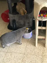 Dispensador de agua para mascotas, bebedero automático para gatos y perros, dispensador de agua eléctrico con USB, bebedero silencioso