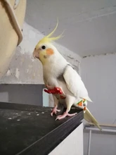 Pañal de loro con pajarita, bonitos y coloridos frutos, palomas Cockatiel florales, mascota mediana grande pequeña, traje de vuelo