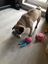 2019 New Pet Squeaky Funny Dogs Animal Shape Toys Gift Set Large Rabbit Honking for Dogs