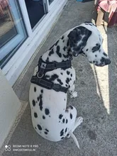 Arnés reflectante para perros pequeños y medianos, chaleco transpirable sin tirones para cachorros, entrenamiento para caminar, Bulldog francés