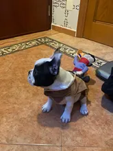 Novelty Halloween Dog Costumes Pet Clothes Cowboy Dressing up Jacket Coats for Dogs Funny