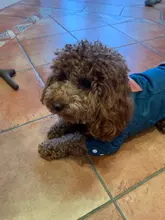 De lujo de invierno chaqueta perro cachorro perro ropa para mascotas ropa de perro abrigo Denim Jeans traje Chihuahua caniche mascota Bichón ropa 35S1