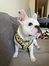 Arnés de Mascota para Bulldog Francés, correas pequeñas y medianas para perros, chaleco de cachorro francés, correa de plomo para perro que camina, productos para mascotas