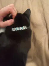 Cat-Collar Cat-Accessories Puppy Rhinestone Name Custom Small Chihuahua Yorkshire-Free