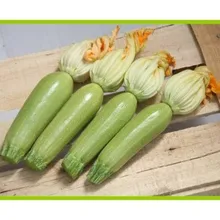 PERLATTA F1 KABAK TOHUMU 1000 AD