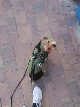 De invierno para mascotas ropa de perro francés mascota Bulldog cálido Chaleco con arnés abrigo perro ropa chaleco pequeño mediano para perros