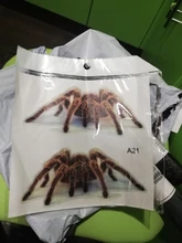 Decal Sticker Scorpions Motorcycle-Cover Scratches-Decor Spider-Gecko Animals Vinyl Wall