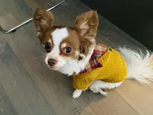 Sweater Coat Pets Chihuahua Puppy Gentle Para Medium Dog Knitted Small for Warm Ropa