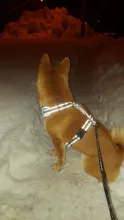 Vest Harnesses Pet-Accessories Husky Adjustable Breast-Band Reflective Large Dog 