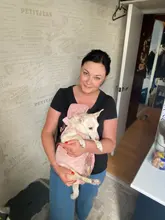 Transportador de mascotas para perros, malla para perros, productos de viaje para exterior, bolsas transpirables con asas para hombros para perros pequeños