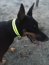 Ágil collar perro de alta calidad ajustable impermeable cuello de gato reflectante anti sucio fácil de limpiar collares para mascota grandes y pequeños