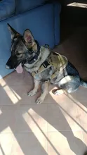 Dog-Harness Loop Dog-Molle-Vest Working Tactical with 2-Metal Buckle Hook Clip Handle