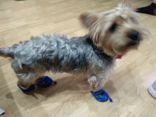 4 unidades/juego de zapatos de lluvia antideslizantes de Cachemira suave y cálida para mascotas, calzado suave a prueba de viento para perros y mascotas, zapatos impermeables antideslizantes