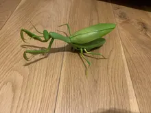 RC animales insectos juguetes de simulación de araña mosca abeja cangrejo Ladyb mantis eléctrico robot de juguete broma de día de brujas de los insectos juguetes de los niños