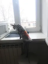 Cute Cat Sweater Pullover Winter Warm Pet Clothes for Cats Kedi Kitten Sweatshirt Cat