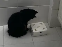 Cat-Toy Cat-Catching-Mouse Magic-Box Crazy-Game Smart-Teasing Interactive Electric MEWOOFUN