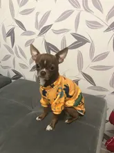 Ropa de gato para gatos, disfraz de gato de invierno, Sudadera con capucha, suéter, ropa de cachorro mascota, productos para gatos