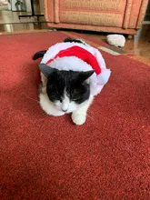 Pet Dog Cat Costume Christmas Antlers Hat Cloak Halloween Disguise Clothes For Cats Small