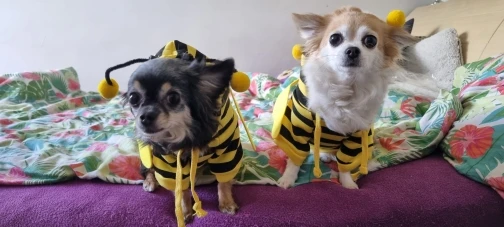 Cosplays Your Dog Into A Lovely Golden Bee In Just A Few Minutes photo review