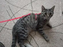 Arnés de nailon para Collar de Mascota, correa ajustable de tracción, cuello Halter de correa para animales, gatitos y mascotas, patrón aleatorio