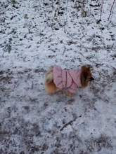 Hoodie Coat Outfit Warm-Dress Girl Dog Winter Princess New Floral 6-Sizes Bubble-Skirt