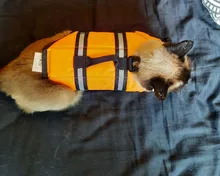 Chaleco Salvavidas para perro, chaqueta Salvavidas para mascota, ropa de seguridad, traje de baño para mascotas, Chaleco de seguridad para verano