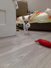 63mm deporte de baloncesto de fútbol voleibol perro masticar morder entrenamiento pelota de juguete