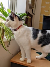 Collar de gato personalizado con estampado, Collar de gatito personalizado de liberación rápida con campana grabada, accesorios para gatos domésticos