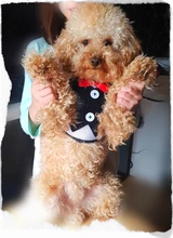 Elegante pajarita arnés tipo chaleco para perro con correa ajustable, Gato conjunto de Correa y arnés lindo arco nudo esmoquin para gatos gatito cachorro