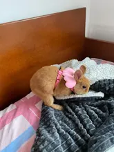 Ala del ángel arnés del animal doméstico pequeño perro mascota conejo gato pecho conjunto adorable Collar cinturón de seguridad ajustable caminar al aire libre Correa cuerda 6 Color