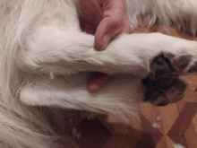 Hair-Trimmer Pets-Clippers Pet-Grooming-Machine Nail-Grinding Dog Usb-Rechargeable Baorun