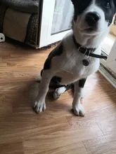 Etiqueta de identificación personalizada para perro y mascota, nombre grabado, teléfono, hueso, flor, nombre de identificación para gato, cachorro, colgante, llavero, accesorios para mascotas