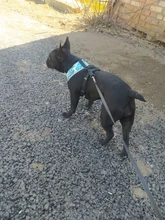 Arnés de Bulldog Francés transpirable para perros pequeños y medianos, chaleco para gatos, entrenamiento para caminar