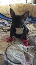 Zapatos para perros medianos y pequeños, botas impermeables de felpa antideslizantes de fondo suave, cálidas, calzado para Chihuahua, osito cachorro