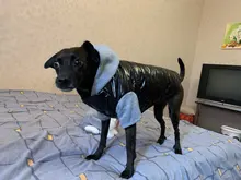 Hoodies Jacket Puppy French-Bulldog Small Dogs Waterproof Dog Chihuahua Winter Autumn