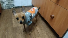 Jersey Pet-Clothing Christmas-Sweater Dogs Small Knitting Winter Warm for Coat Perro-30s1