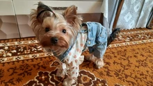 Jeans Clothing Jacket Coat Dog-Costume Puppy Dogs Small Denim Pet Medium for Chihuahua