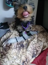 Collar de seguridad delicado para perros, correa de nailon, ajustable, a la moda, campana de camuflaje, gran oferta