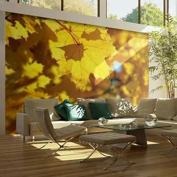 

Wall mural-Sunlight on leaves of the maple - 250x193 cm
