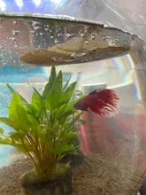 10 Uds Natural de alta calidad Terminalia Catappa hojas indio de Lour árbol hoja de oliva para agua de acuario equilibrio PH acidez