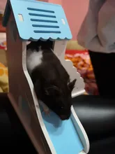 Bed Toy-House Cage-Toys Hamster Wooden Chinchillas Small Guinea-Pig Nest Pets Golden