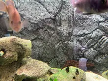 Diffuser Aquarium Bubble-Wall Air-Stone Fish-Tank Aeration-Tube Oxygen-Pump And Without