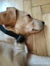 Dog-Collar Electronic Petrainer Remote with 300M 620A-1