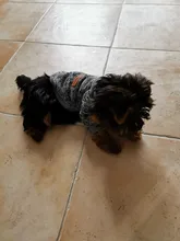 Ropa de Perro para perros pequeños de Jersey para Perro Ropa para perros de invierno Ropa de Chihuahua clásico mascota traje de Ropa Perro 20-22S1