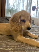 Collar de perros de piel sintética personalizado, reflectante, gato, grabado personalizado, etiqueta de identificación, grabado para cachorro, perros grandes, accesorios para mascotas