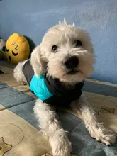 Ropas impermeables para perro para perros pequeños de invierno cálido abrigo para perros ropa de perro grande cachorro Pug chaleco Bulldog francés chaqueta para Chihuahua