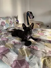 Toy Dog-Chew-Toys Rubber Simulation Puppy Interactive Cleaning Tooth Small 1pc Pawstrip