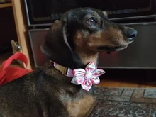 Dog-Accessories Collars Engraved Pet-Puppy Printed Custom Personalized Fashion Nylon