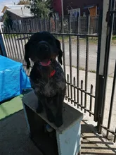 Vibration Pet Dog-Collar Remote-Control Shock Electric Rechargeable Waterproof 800m 